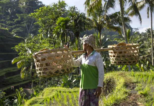 Trabalhador do campo de arroz balinês no campo de arroz — Fotografia de Stock
