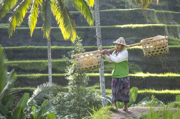 Balinesischer Reisfeldarbeiter auf dem Reisfeld — Stockfoto