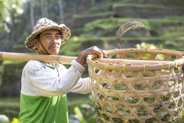 Balinese rice field worker — Stock Photo, Image