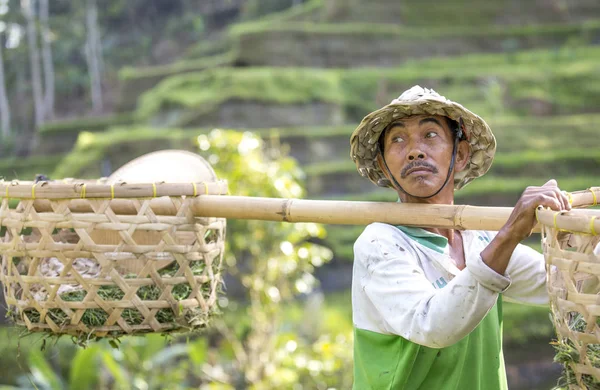 Operaio del campo di riso balinese — Foto Stock