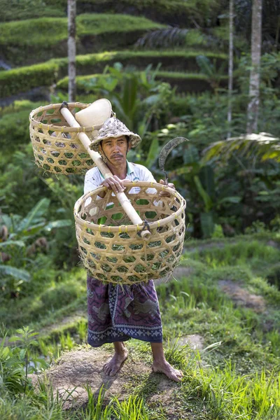 Bali dili pirinç alan işçi — Stok fotoğraf