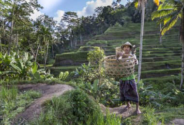 Bali dili pirinç alan işçi
