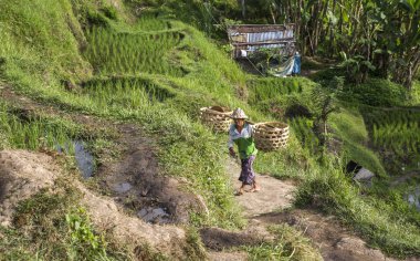 Bali dili pirinç alan işçi