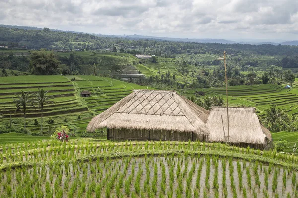 Rizs mezők Ubud, Bali — Stock Fotó