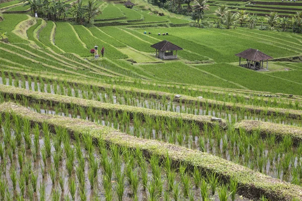 Bali Ubud pirinç tarlaları — Stok fotoğraf