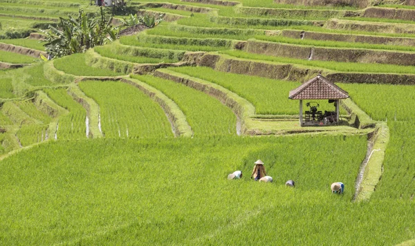 Personas que trabajan en el campo — Foto de Stock