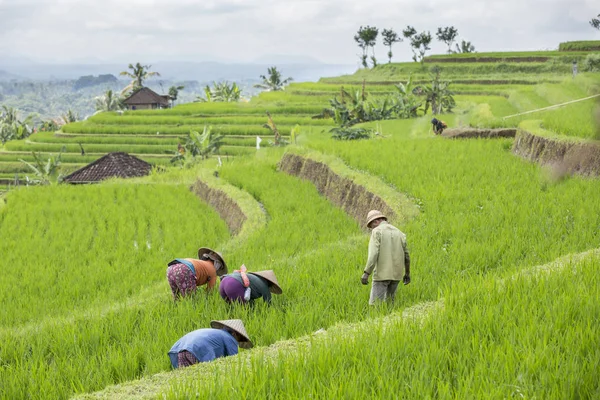 Orang yang bekerja di lapangan — Stok Foto