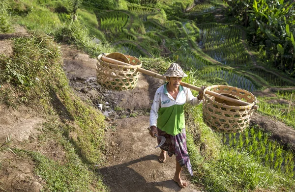 Balinese rice field worker