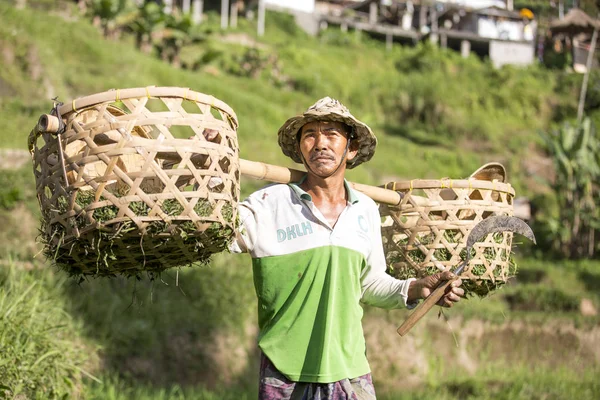 Operaio del campo di riso balinese — Foto Stock