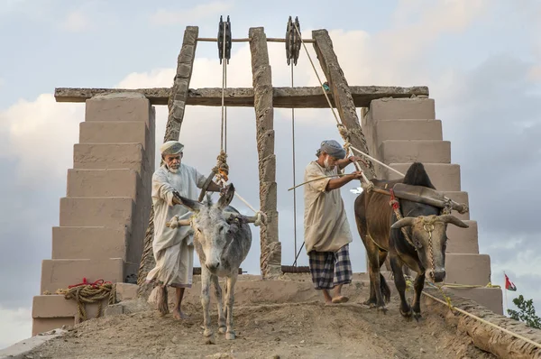 Agricultores com burro e touro — Fotografia de Stock