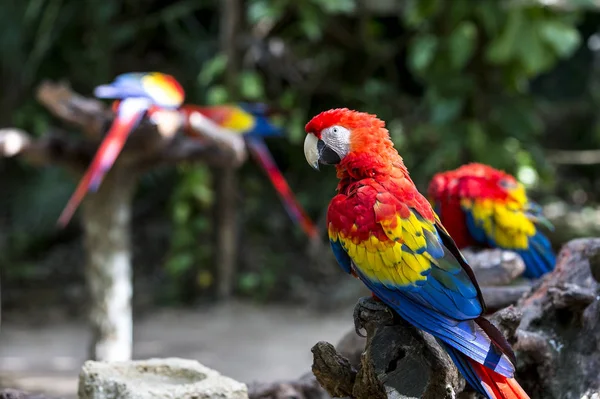 Pair of macaos in Mexico — Stock Photo, Image