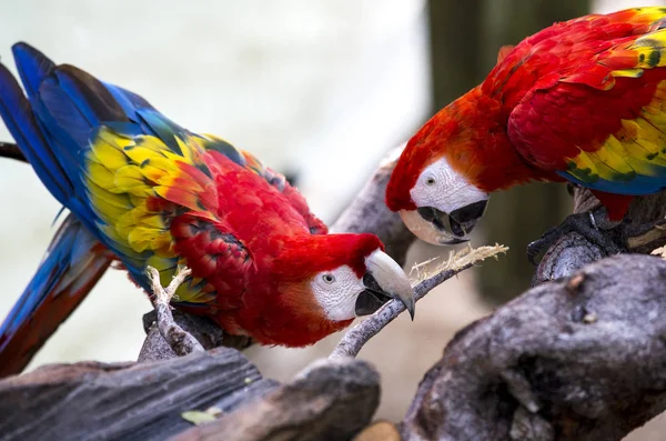 Pair of macaos in Mexico — Stock Photo, Image