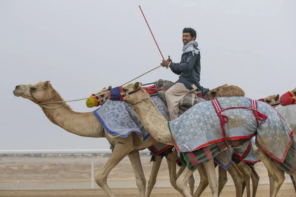 Homem montando camelos no deserto — Fotografia de Stock