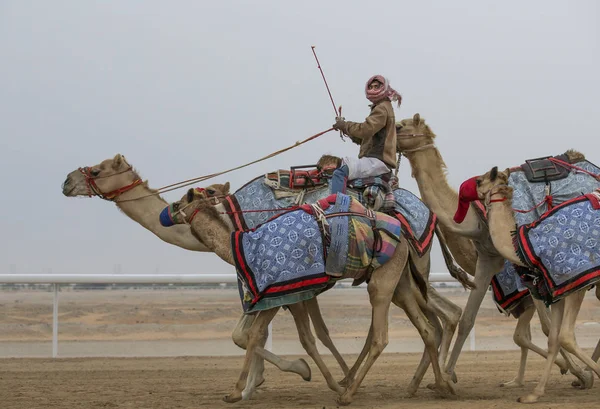 砂漠に人間乗ってラクダ — ストック写真