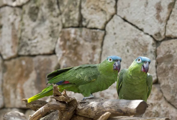 Wild parrots in Mexico — Stock Image Wild parrots in Mexico Stock Image