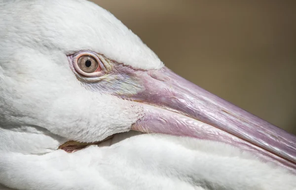 Dinlenme bir Pelikan göz — Stok fotoğraf