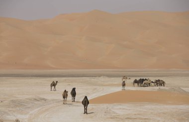 camels in Liwa desert clipart