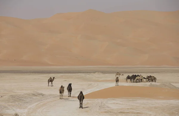 Camellos en el desierto de Liwa —  Fotos de Stock