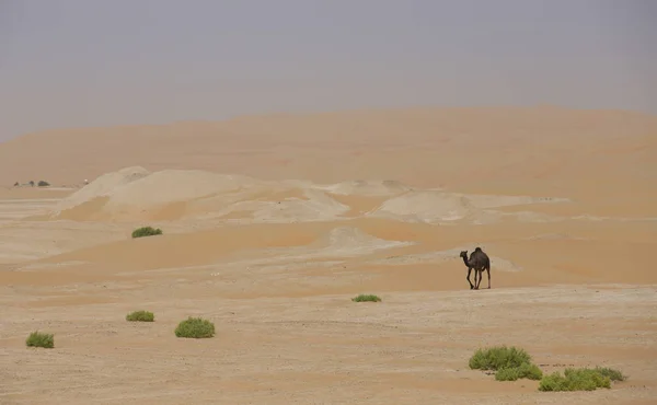 利瓦沙漠中的骆驼 — 图库照片