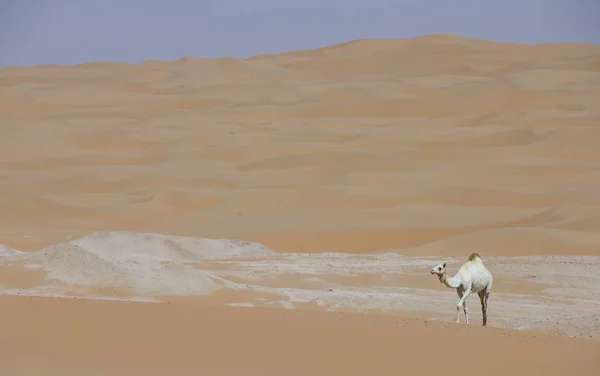 Camello en el desierto de Liwa — Foto de Stock