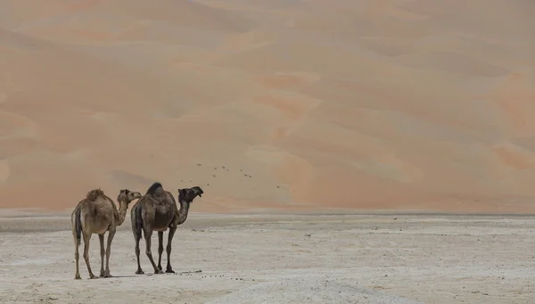 Kameler i öknen Liwa — Stockfoto