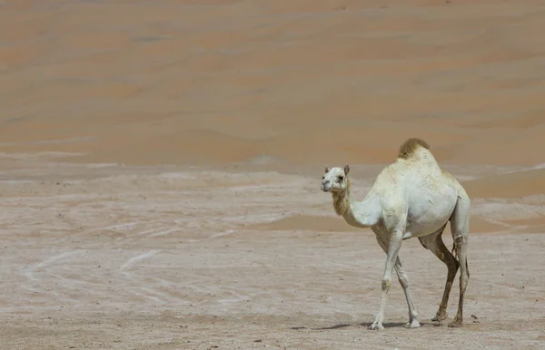 Верблюд в пустыне Лива — стоковое фото