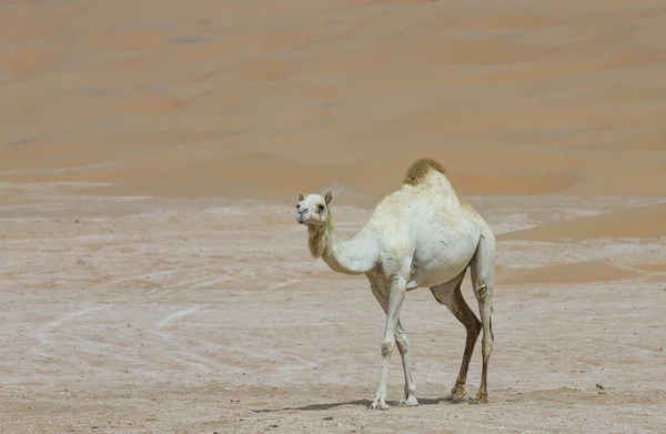 리와 사막에서 낙 타 — 스톡 사진