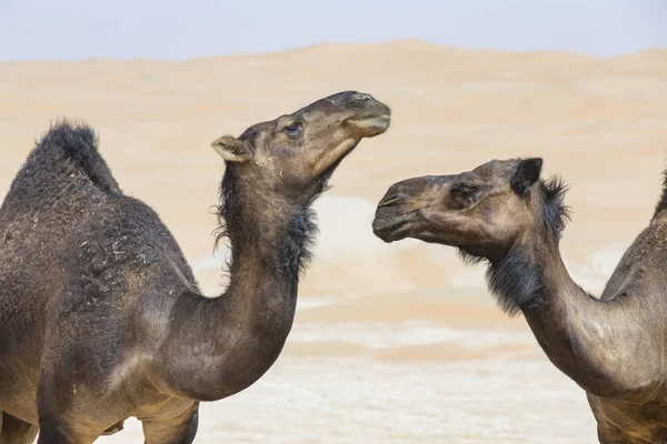 Camellos en el desierto de Liwa — Foto de Stock