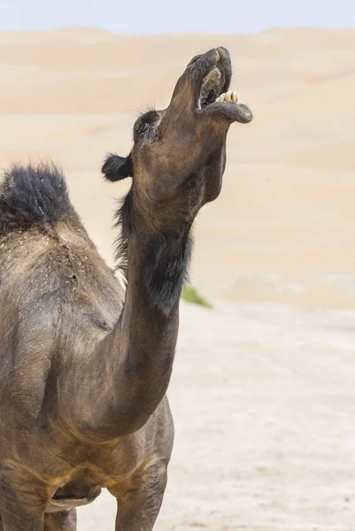 Chameau dans le désert de liwa — Photo