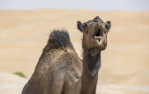 Chameau dans le désert de liwa — Photo