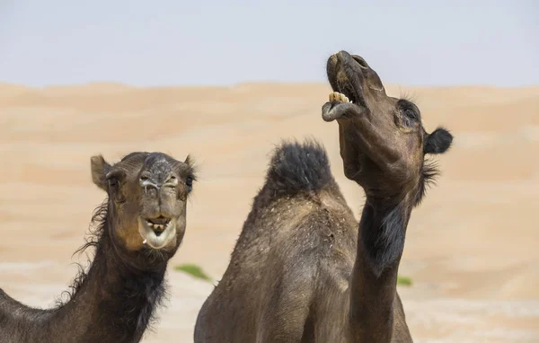 Kamele in der Wüste Liwa — Stockfoto