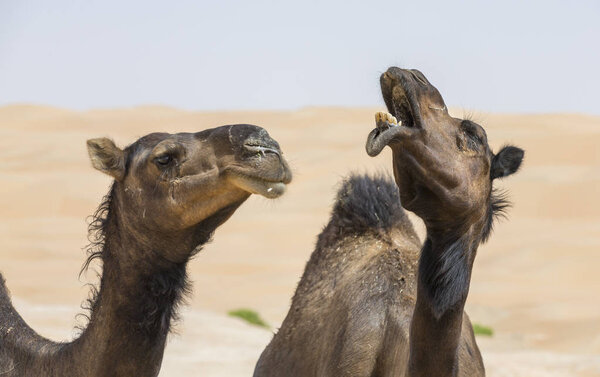 camels in Liwa desert