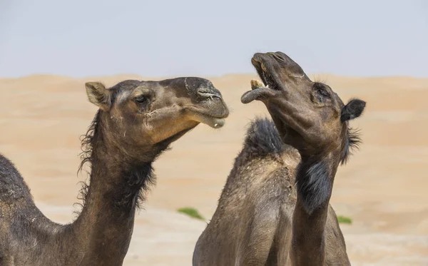 Camelos no deserto de Liwa — Fotografia de Stock