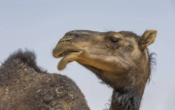 Wielbłąd pustyni Liwa — Zdjęcie stockowe