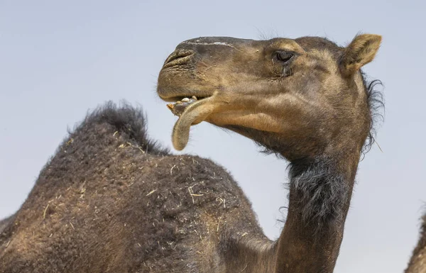 Cammello nel deserto di Liwa — Foto Stock