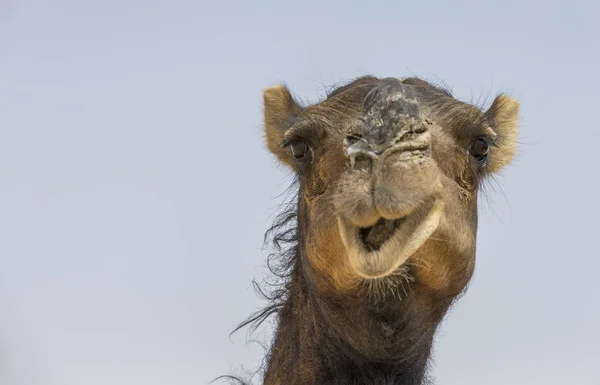 Camelo no deserto de Liwa — Fotografia de Stock