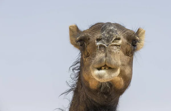 Chameau dans le désert de liwa — Photo