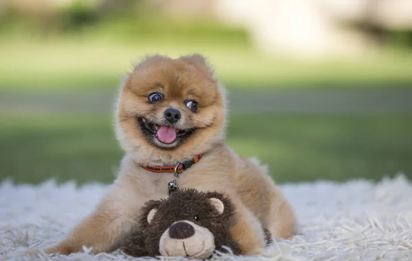 Pomeranian dog on green gass — Stock Photo, Image