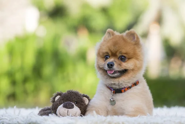 Pomeranian hund på gröna gass — Stockfoto