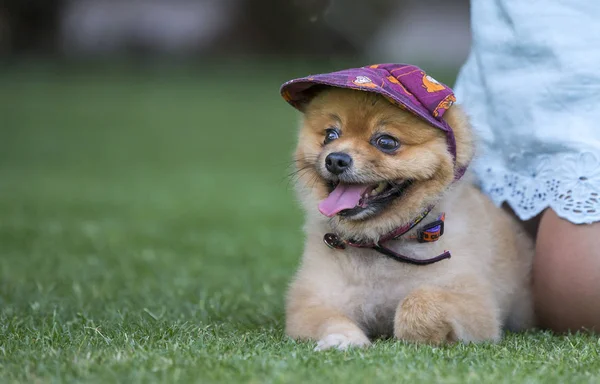 Pomeranian dog on green gass — Stock Photo, Image