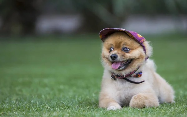 緑のガスのポメラニアン犬 — ストック写真