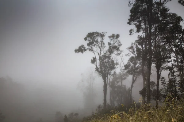 Árboles en una niebla en Papúa Occidental — Foto de Stock