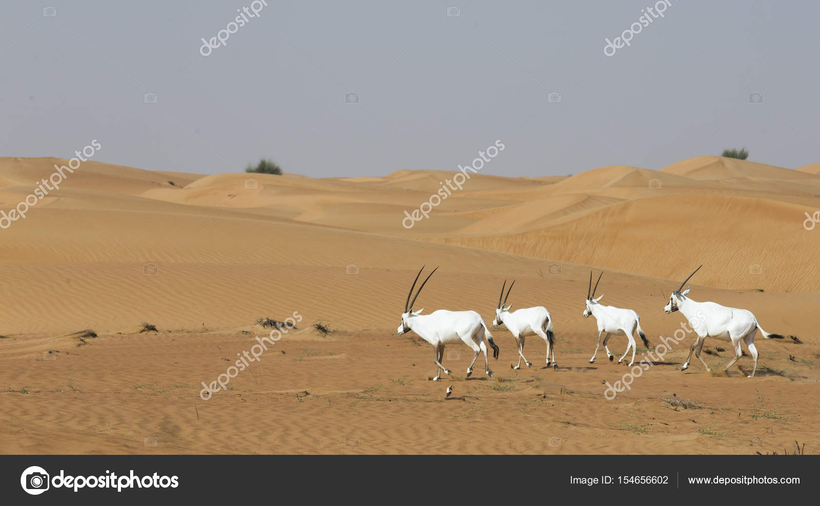 Oryx Arabe Dans Un Désert Près De Dubai Photographie