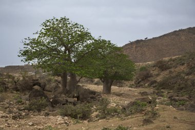Salalah Baobab ağaçları