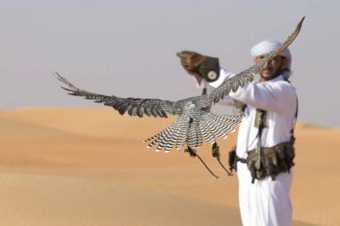 Şahin ve Dubai yakınındaki bir çölde falconer