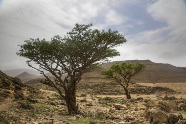 frankincense trees in Salalah, Oman clipart