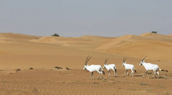 Arab oryxes a sivatagban közelében Dubai — Stock Fotó