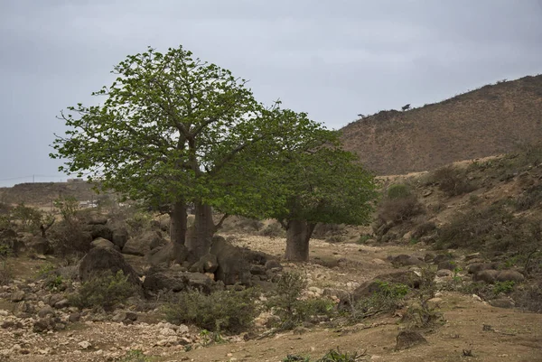 Baobab drzewa w mieście Salalah — Zdjęcie stockowe