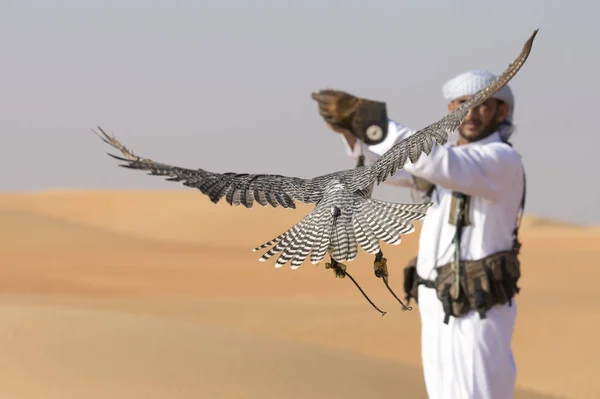 Falcão e falcoeiro em um deserto perto de Dubai — Fotografia de Stock