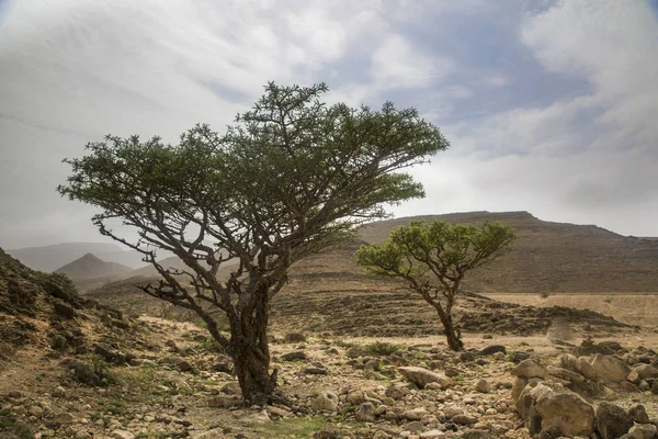 Frankincense trees in Salalah, Oman — Stock Photo, Image